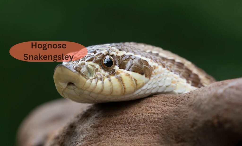 Hognose Snake