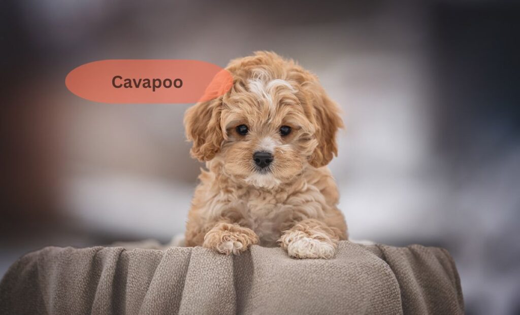 Cavapoo
