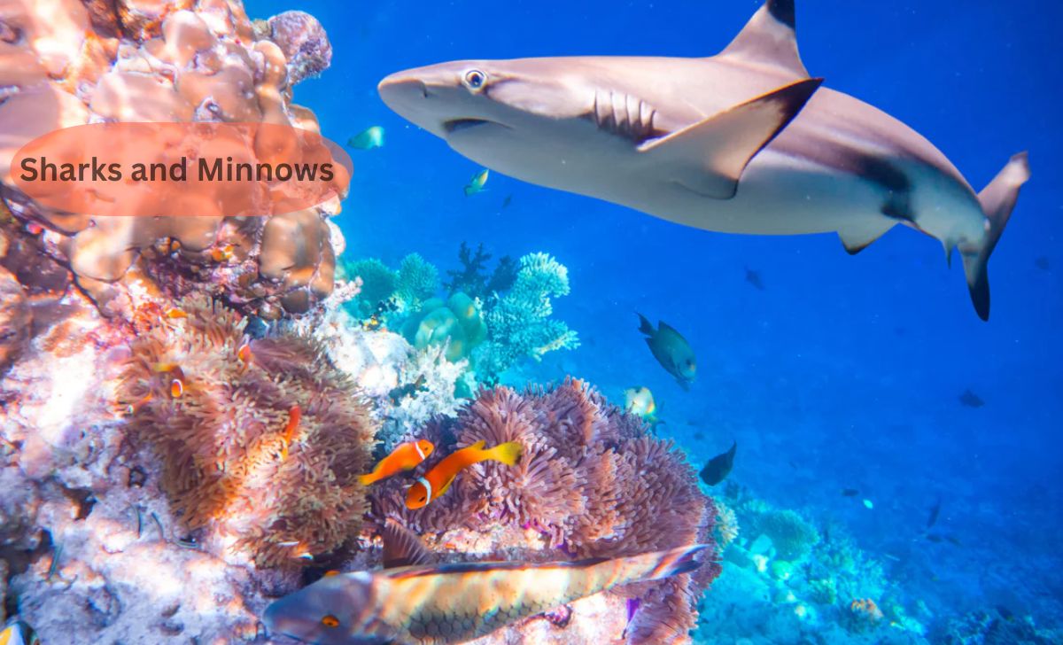 Sharks and Minnows