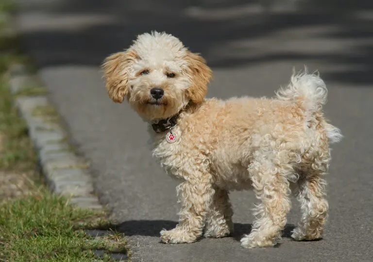 What is a Cavapoo?