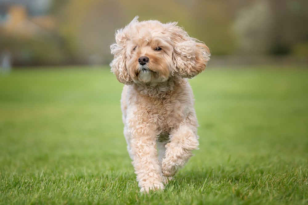 Fun Facts and Interesting Insights About Cavapoos