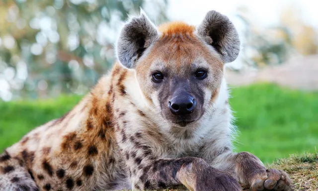What Is Hanging Hyena?