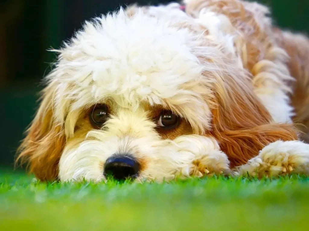 Health and Care for Cavapoos