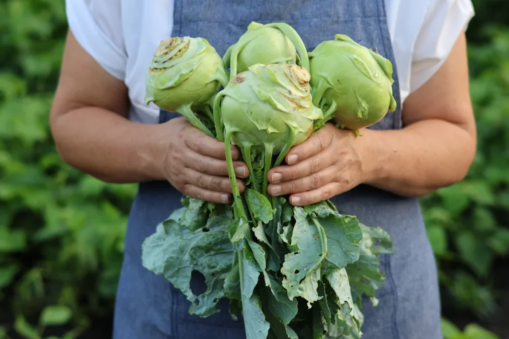 What is Kohlrabi?