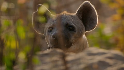 Examples of Hanging Hyena in Daily Life