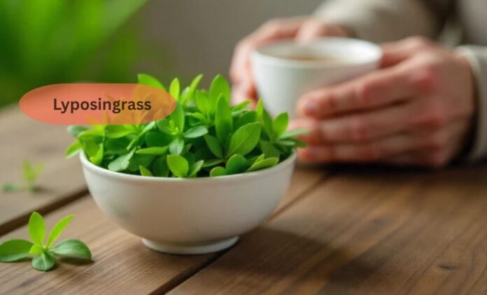 Lyposingrass