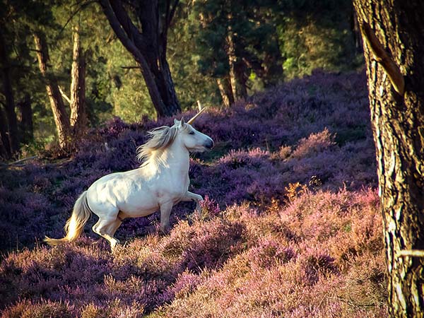 Fun Facts About Unicorns